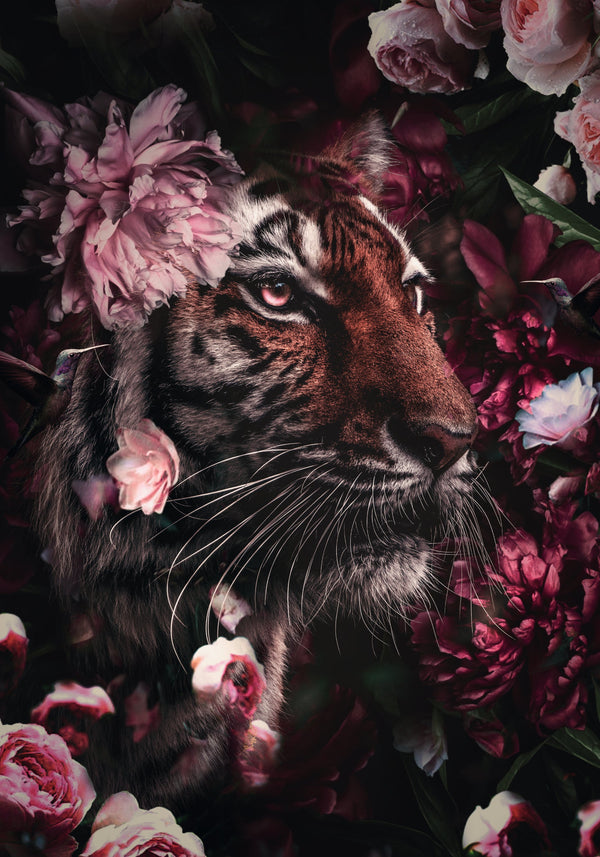 150x100 / 120x80 / ​​90x60cm - Exklusiv - Kruger - Tiger Jungle Lila - Glasmalerei