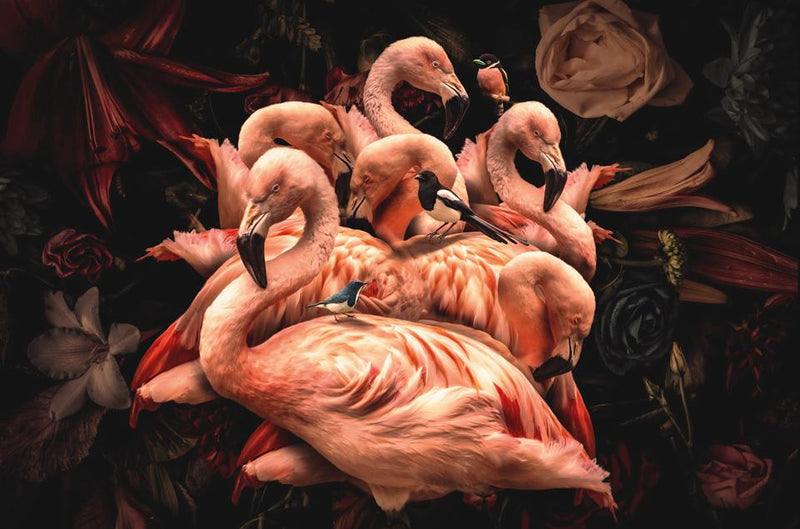 Exklusiv - Tiere - Flamenco Rosa (Querformat) - Verschiedene Größen