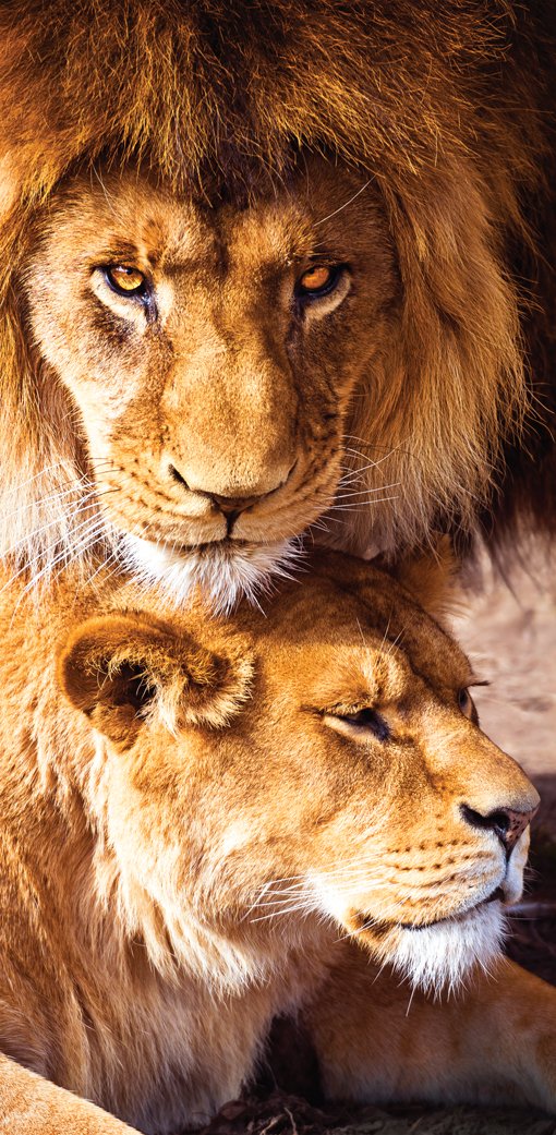 50x100cm - Exclusive - Animals - Lion Couple - Color - Glass Painting