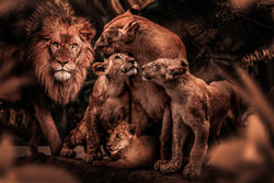 100x150 / 80x120cm - Exklusiv - Kruger - Tiere - Adam Leeuwen Familie - Glasmalerei