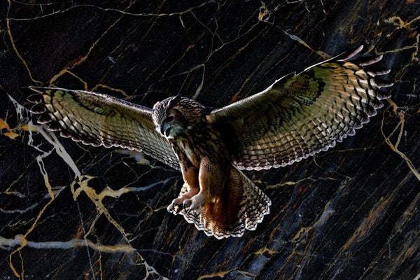 80x120cm - Exclusive - Dieren - Otis Owl Uil - Glass Painting